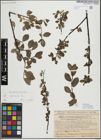 Foto von Salix myrsinifolia Salisb.